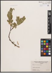 Salix barclayi Andersson